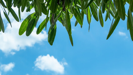 green leaves against blue sky