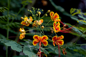 plant, leaf pattern and colorful flower