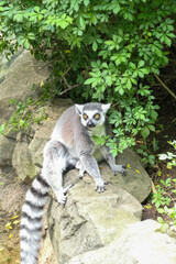 ring tailed lemur on a stone wall