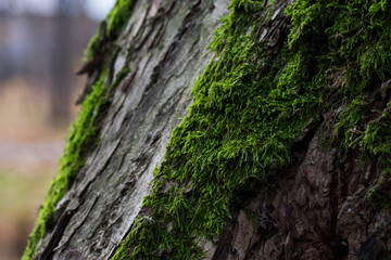 Moss-covered tree stump.