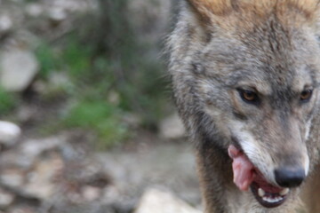 iberian, animal, wild, europe, spain, gray, carnivore, nature, mammal, fauna, forest, wolf, lupus, grey, spanish, 