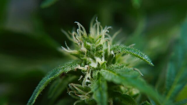 The movement of light on a marijuana flower. Growing cannabis for the purpose of mental relaxation of people. Soothing effect.