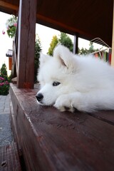 Who is waiting for its friend? 