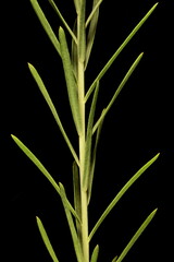 Perennial Flax (Linum perenne). Stem and Leaves Closeup