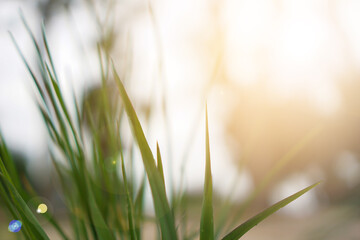 Photos from the grass in the morning.