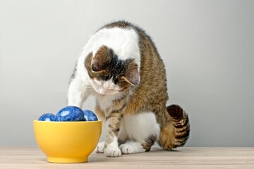 Fototapeta na wymiar Cute tabby cat looking curious to blue easter eggs in a yellow bowl. 