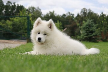white Samoyed dog on the grass
