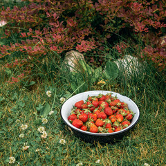 Fresh red strawberries in a white retro bowl on a green grass in the garden. Summer berries outdoor photo.