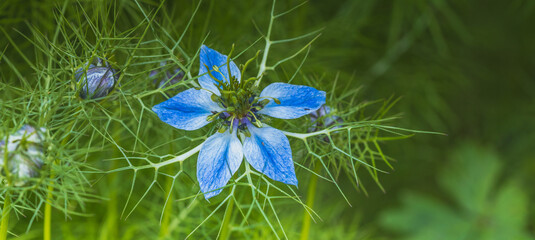 Czarnuszka damasceńska, Nigella damascena