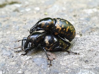 colorado potato beetle