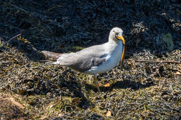 Yellow-legged Gull Larus michahellis Eating Eel Pontedeume Galicia
