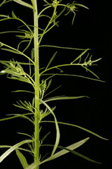 Canadian Fleabane (Conyza canadensis). Stem and Leaves Closeup