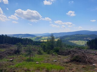 forest in the mountains