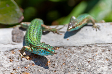 close up of two green and blue lizards sunbathing on a stone