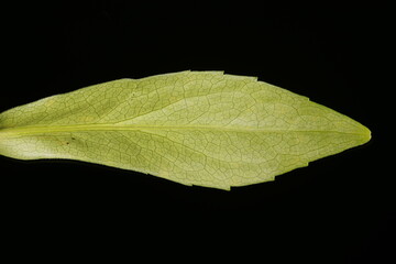 Confused Michaelmas Daisy (Symphyotrichum novi-belgii). Leaf Closeup