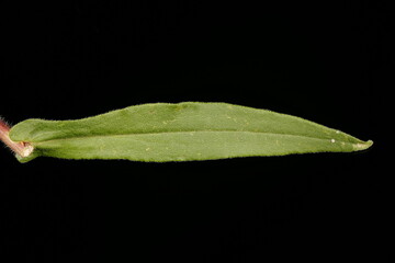 Hairy Michaelmas Daisy (Symphyotrichum novae-angliae). Leaf Closeup