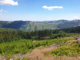 forest in the mountains