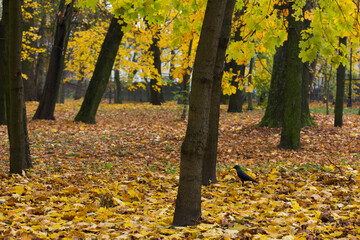 Fototapeta na wymiar Colorful trees in a park. Autumn in the park.