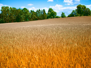 wheat field and blue sky