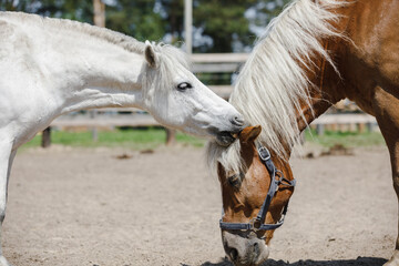 gelding pony biting gelding horse in herd in paddock