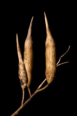 Garden Radish (Raphanus raphanistrum subsp. sativus). Fruit Closeup