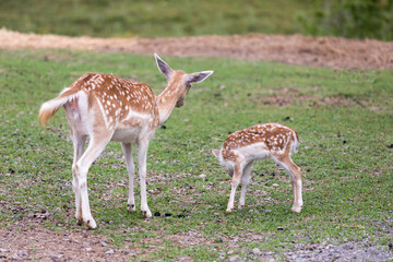 Naklejka na ściany i meble A mother and fawn Fallow Deer standing in the grass looking away from the camera.