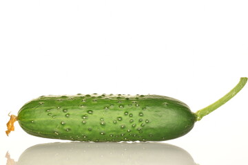 Fresh green cucumbers, close-up, isolated on white.