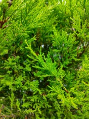 Light in Natures Finest Beauty