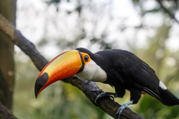 Deurstickers toucan on a branch © photoart_tr