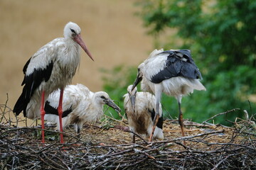Storchenfamilie mit Jungstörchen im Horst bei der Fütterung