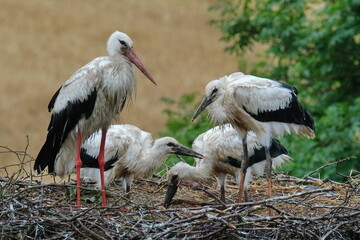 Storchenfamilie mit Jungstörchen im Horst bei der Fütterung