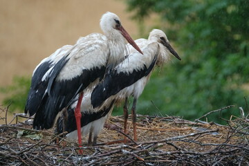 Storchenfamilie mit Jungstörchen im Horst bei der Fütterung