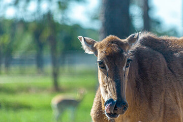 giraffe eating grass