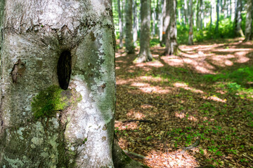 Small hole in the old beech wood tree in the deciduous woods , space for text.