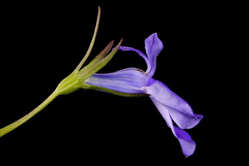 Garden Lobelia (Lobelia erinus). Flower Closeup