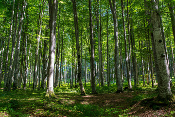 Vibrant , intact , green beech forest in the Carpathian mountains, Romania during summer.