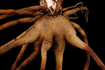 Baltic Spotted Orchid (Dactylorhiza baltica). Digitate Tuber Closeup