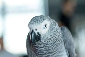 Close up of African Gray Parrot with brown background