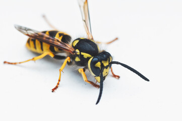 A wasp  on white background