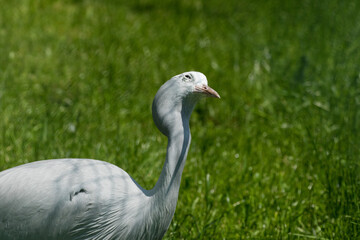 Fototapeta premium Pale Grey and white Demoiselle Crane.
