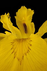 Yellow Iris (Iris pseudacorus). Flower Detail Closeup