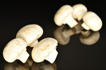 Fresh mushrooms, close-up, on a black background.