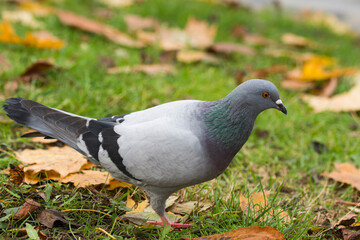 Pidgeons sitting on a stone wall. Autumn in a park.