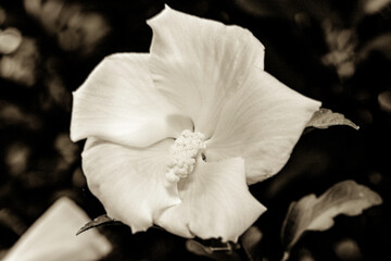 Plakat white flower in the garden