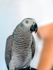 Close up of African Gray Parrot with brown background