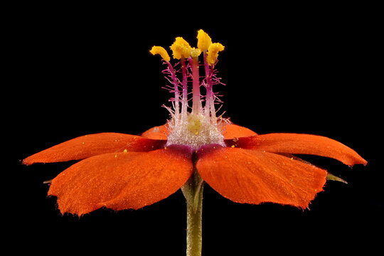 Scarlet Pimpernel (Anagallis arvensis). Flower Closeup