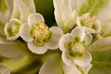 Fototapeta na wymiar White-Margined Spurge (Euphorbia marginata). Inflorescence Detail Closeup
