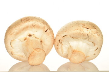 Fresh mushrooms, close-up, on a white background.