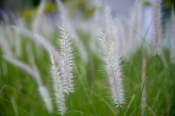 Summer little iron weed, focus selective.