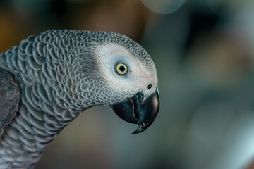 Close up of African Gray Parrot with brown background